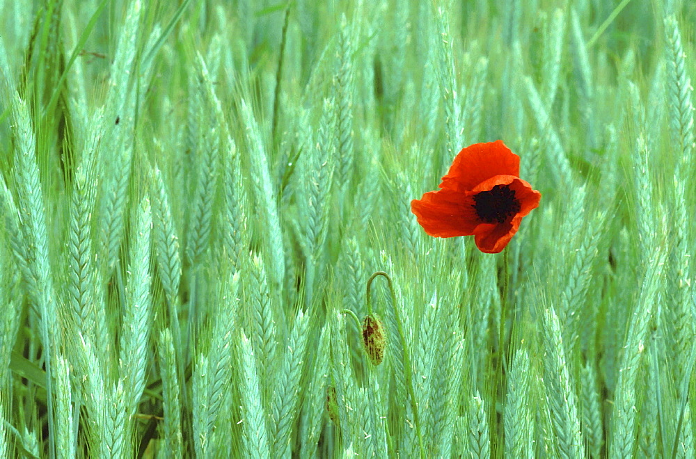 Red poppy in wheat field