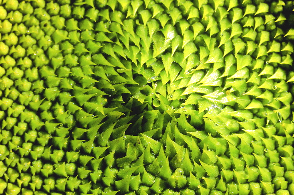 Sunflower, helianthus annuus. Close up of the centre of the sunflower in spring