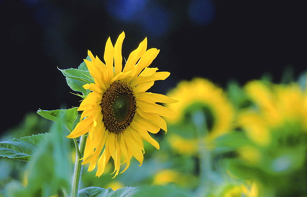 Sunflower, helianthus annuus