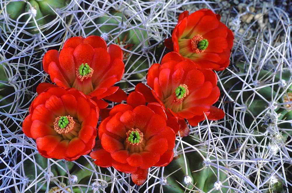 Claret cup cactus, echinocereus triglochidiatus. Close-up