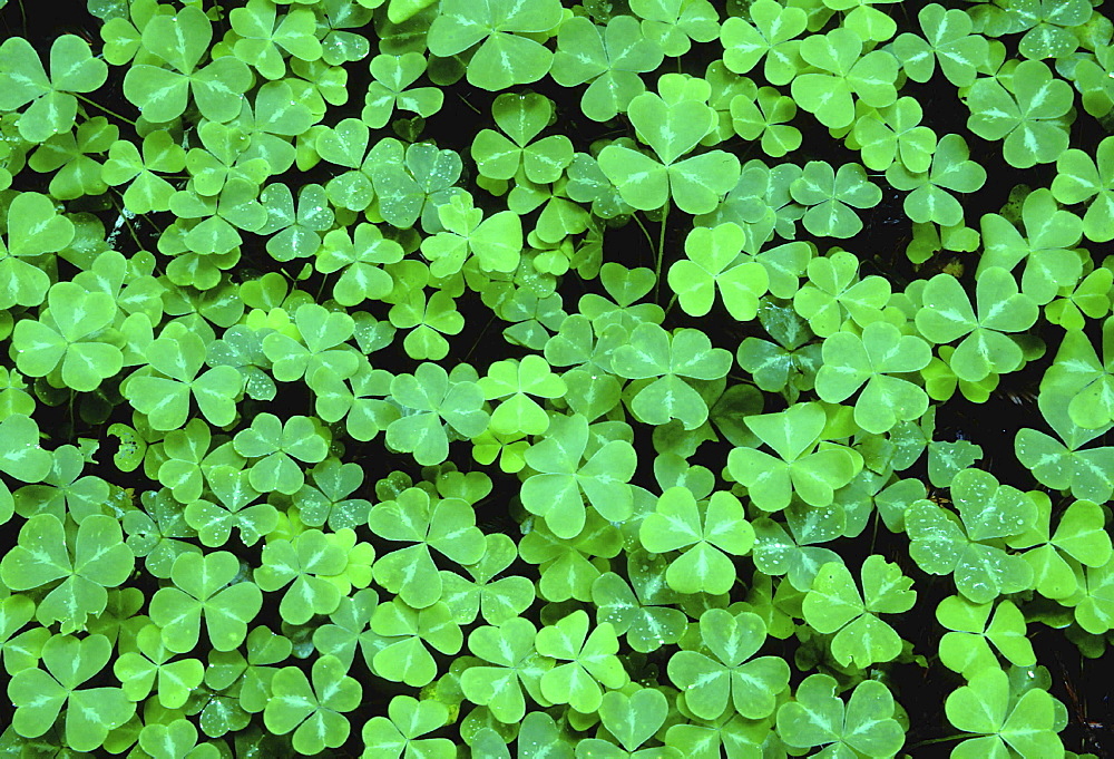 Clover in spring. Mass of clover covered with waterdrops; lush green