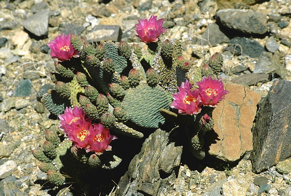 Cactus. Flowering cactus amongst rocks; pink flowers