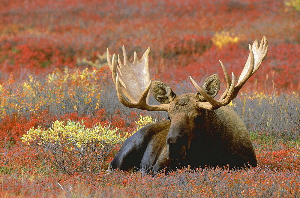 Moose. Alces alces. Bull standing in tundra, in autumn. Denali n.p, alaska, usa