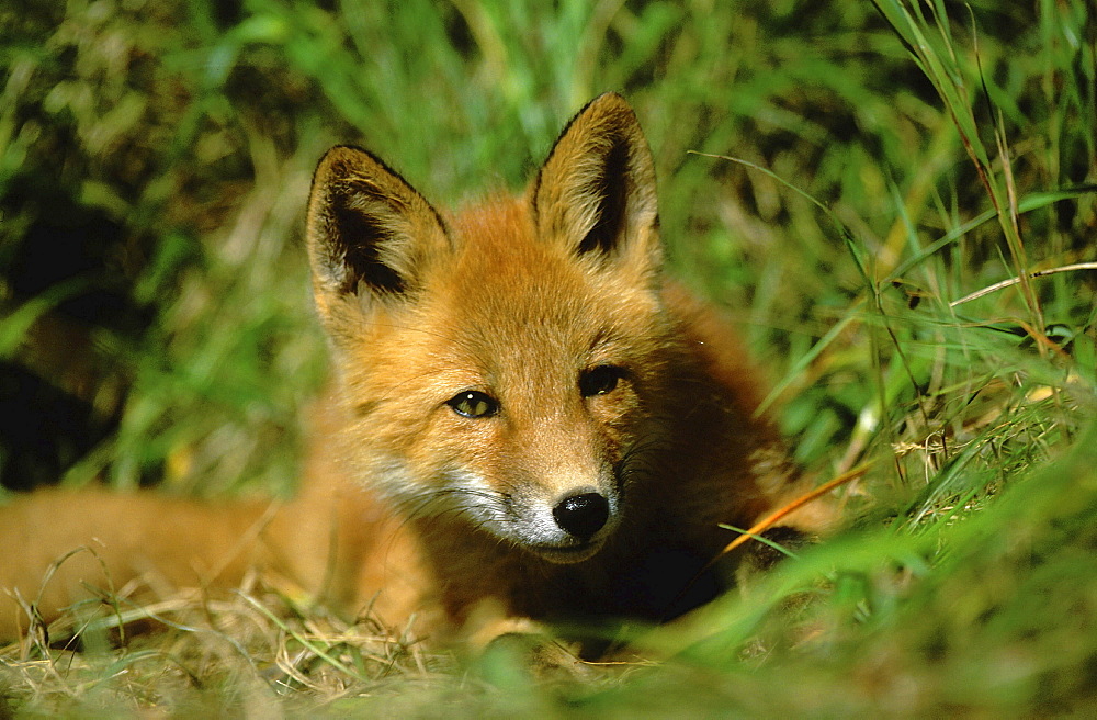 Red fox. Vulpes vulpes. Summer. Round island, walrus island state game sanctuary, alaska, usa. Restrictions: no greetings cards