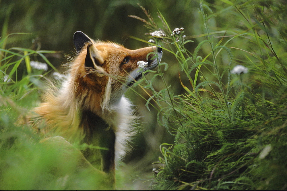 Red fox. Vulpes vulpes. Summer. Round island, walrus islands state game sanctuary, alaska, usa