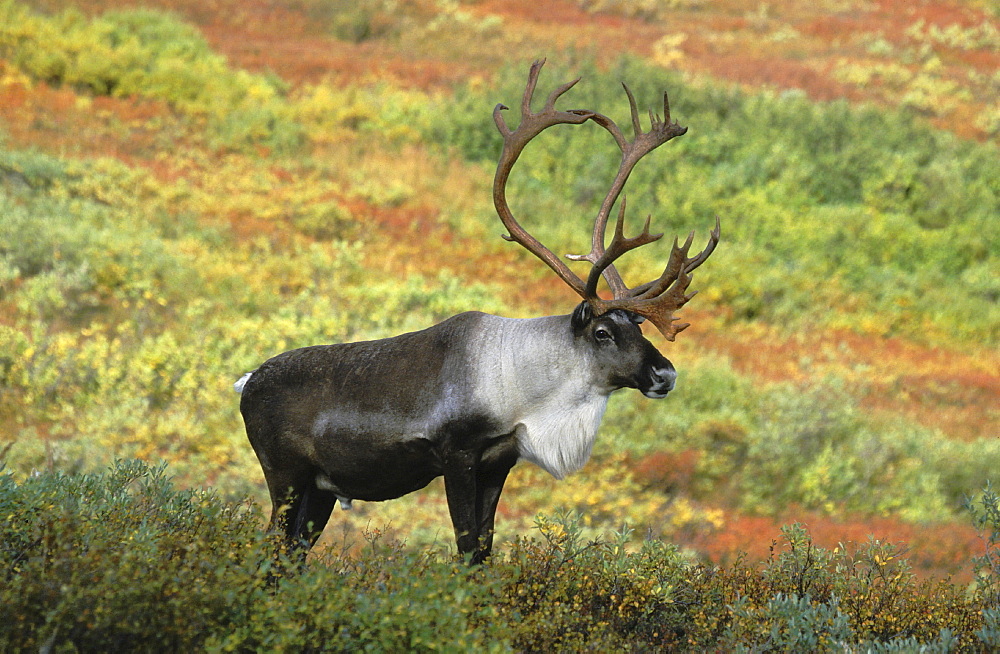 Caribou. Rangifer tarandus. Male/ bull in autumn tundra. Denali n.p, alaska, usa