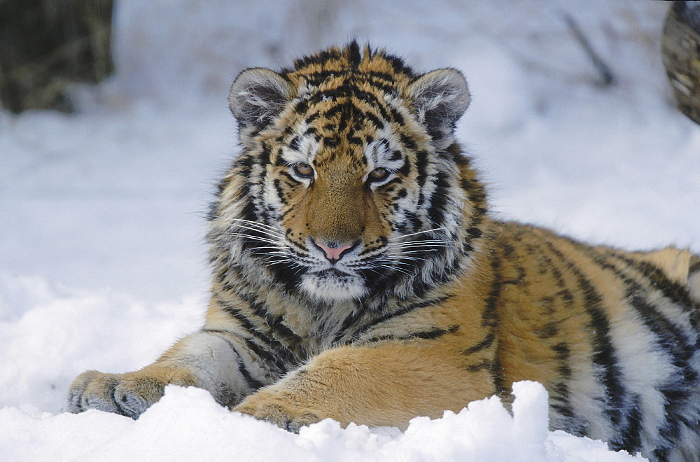 Amur tiger. Panthera altaica. Captive. Portrait of one year old tigern (called cotto) in snow,winter. Zoo zurich, zurich, switzerland