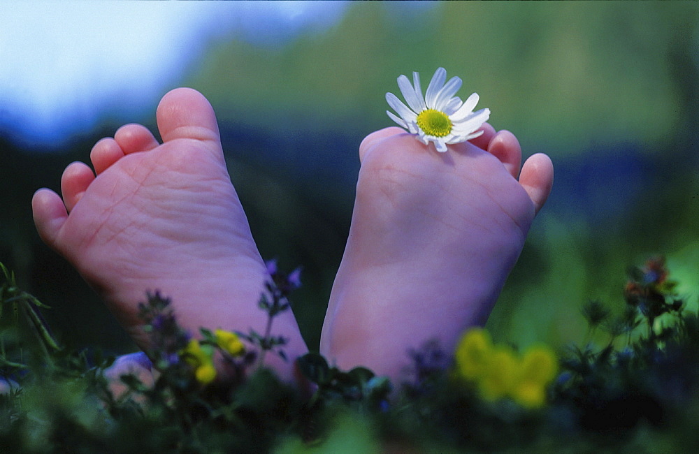 Baby feet. Close up of toes. Braunwald; glarus; switzerland this image is blocked for any postcard use until further notice.