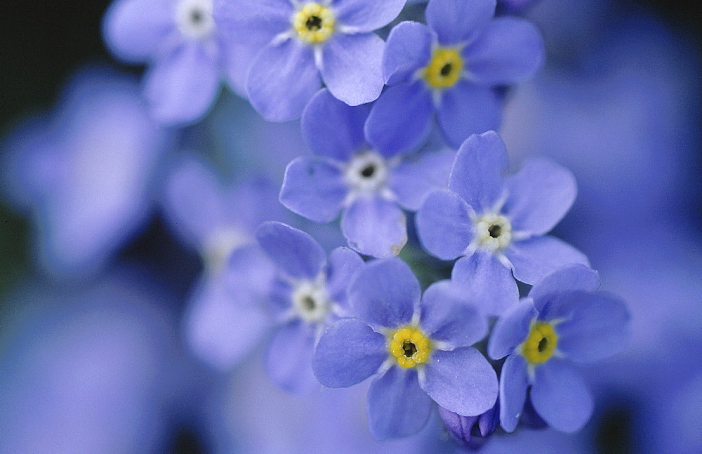 Alpine flora, italy. Alpine forget-me-not. Myosotis alpestris. Dolomites; south tyrol; italy