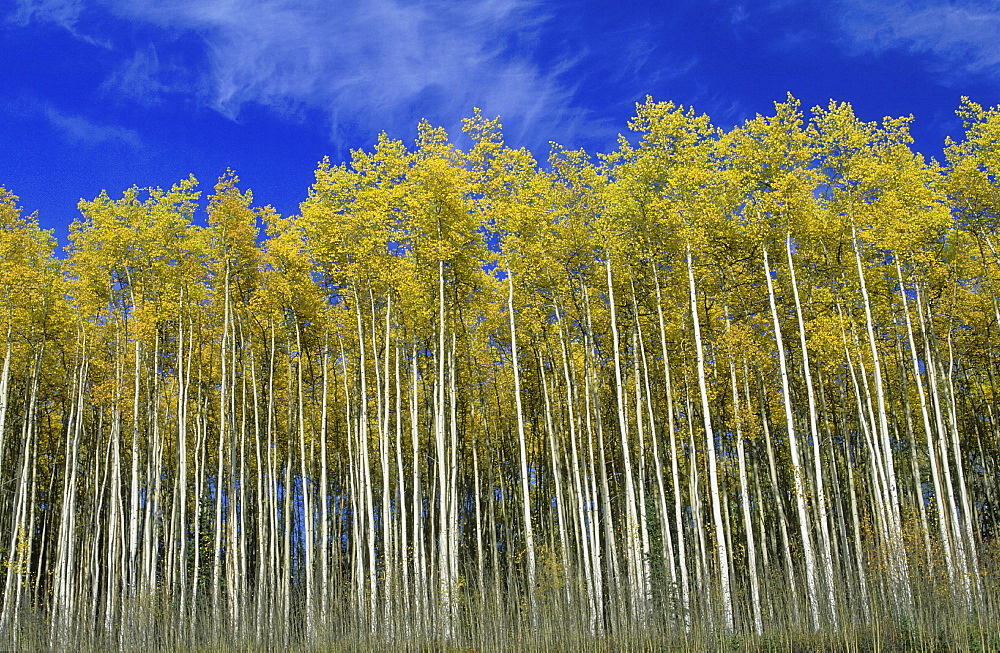 Birch trees, canada. Yukon, along the alaska highway. Autumn