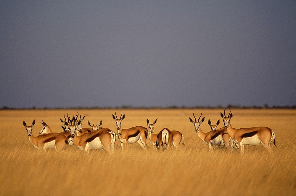 Springbok. Antidorcas marsupialis. Young herd of female in the evening light. Etosha national park, namibia, africa