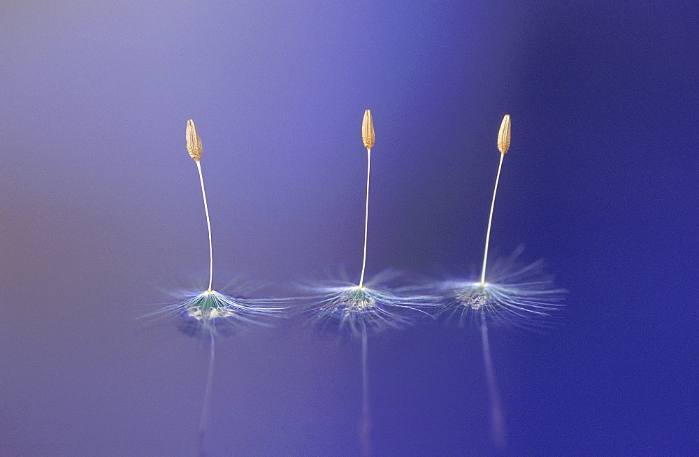 Dandelion, dandelion, taraxacum officinale.