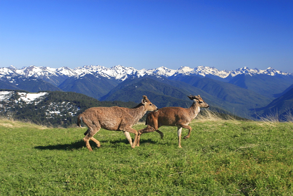 Columbian black-tailed deer, odocoileus hemionus columbianus, young males. Hurricane ridge, olympic national park, washington