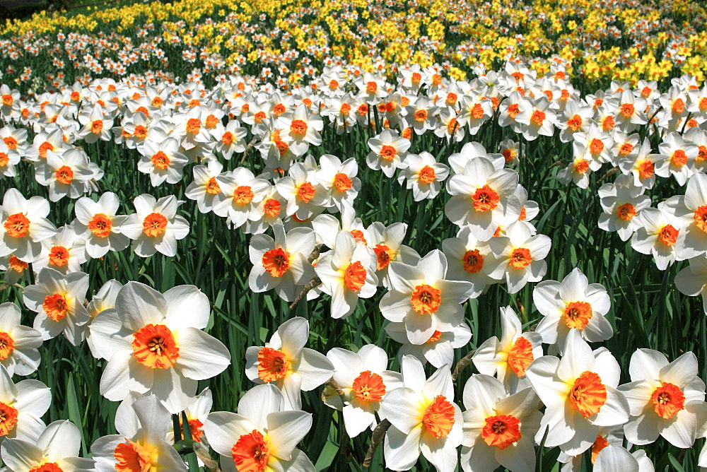 Daffodil, narcissus, mass of spring flowers, insel mainau, konstanz, german