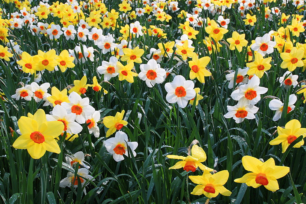 Daffodills, narcissus, mass of spring flowers, insel mainau, konstanz, german