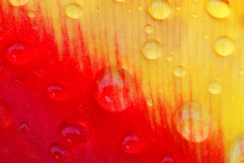 Tulip with raindrops, konstanz, german