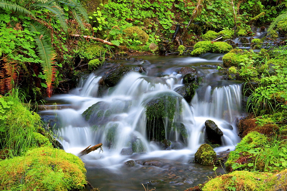 Valley, olympic national park, washington