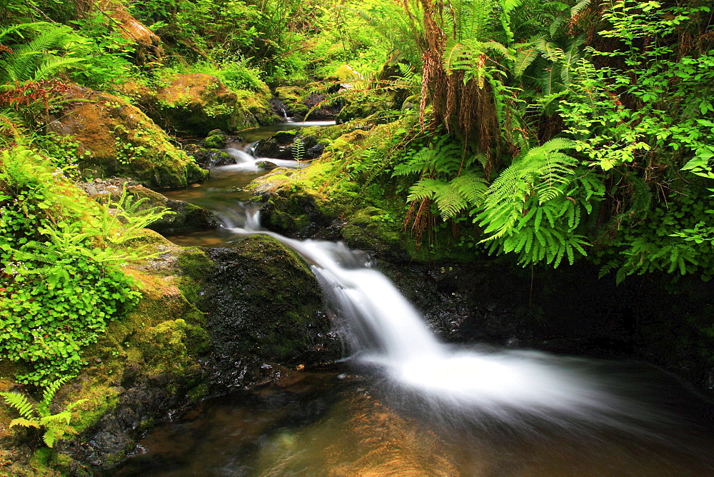 Valley, olympic national park, washington