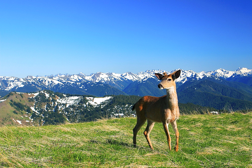 Columbian blacktailed deer, odocoileus hemionus columbianus, hurricane ridge, olympic national park, washington