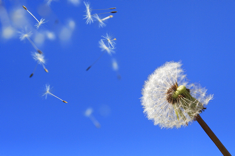 Dandelion, taraxacum officiale, close up of seedheads, spring, zuercher ; zuerich, switzerland