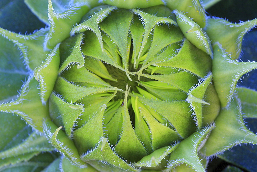 Sunflower, helianthus annuus, in summer, switzerland