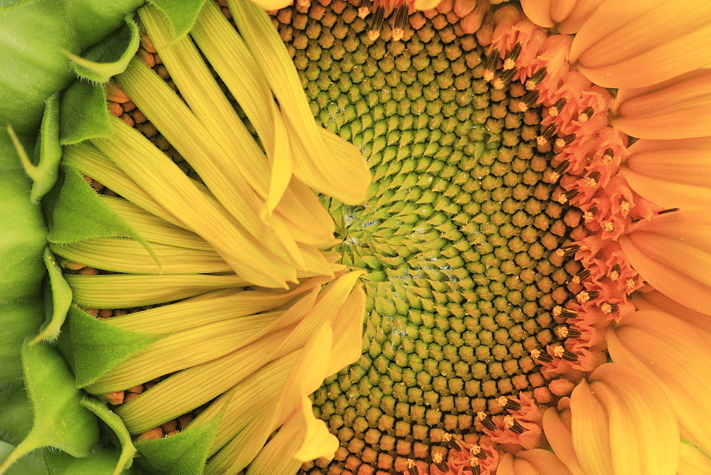 Sunflower, helianthus annuus, in summer, switzerland