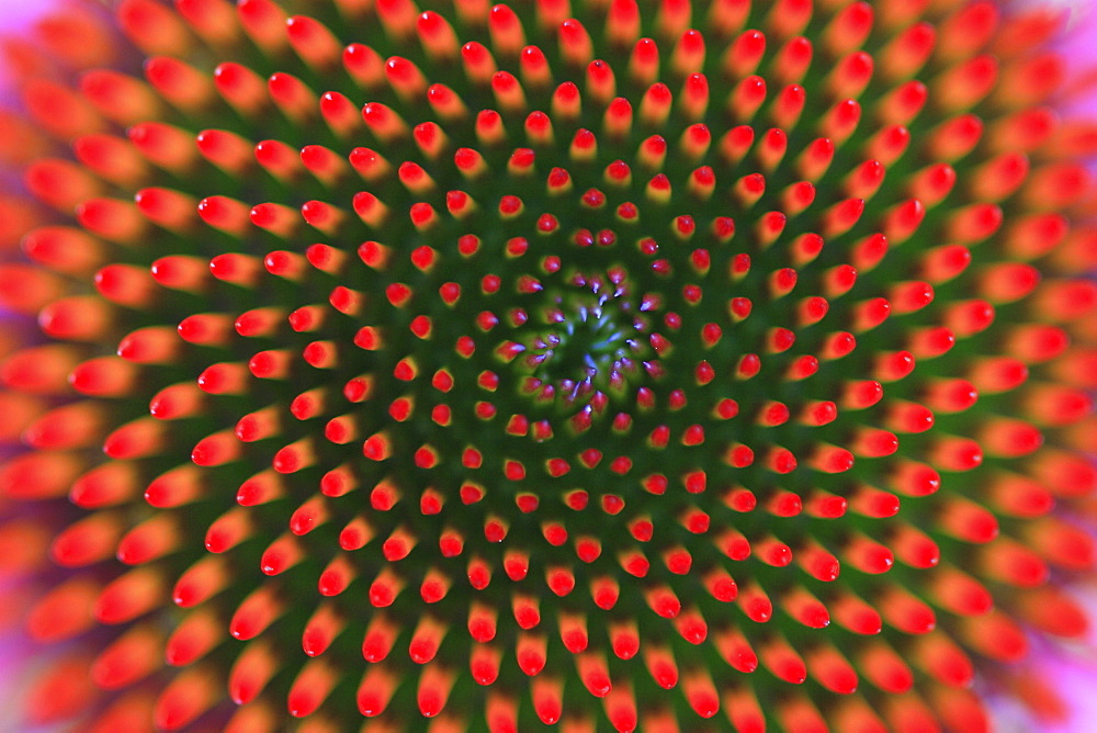 Purple coneflower, rubystar, echinacea purpurea rubinstern ,garden flower, spring, switzerland