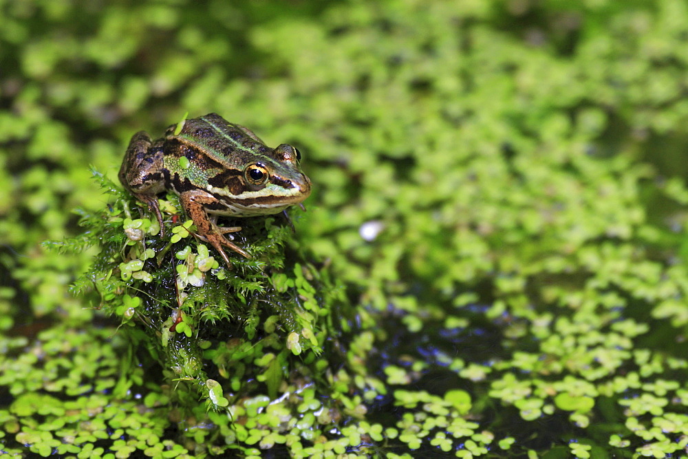 Common pool frog, water frog, rana esculenta, spring, on treestump, oetwil am see, zuerich, switzerland