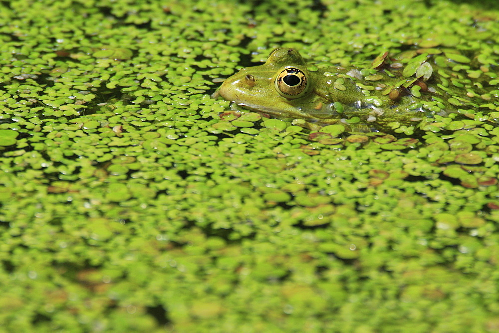 Common pool frog, water frog, rana esculenta, spring, in pond, oetwil am see, zuerich, switzerland