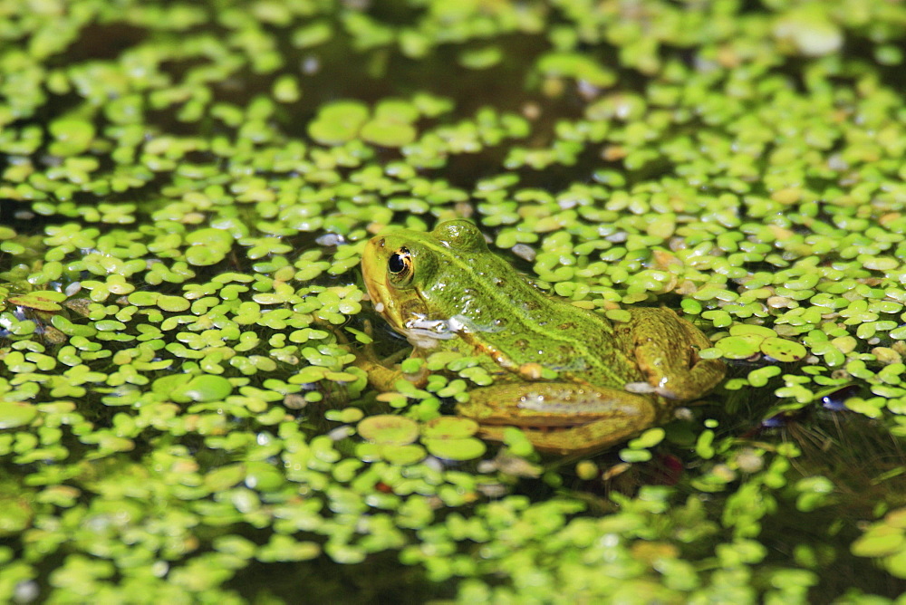 Common pool frog, water frog, rana esculenta, spring, in pond, oetwil am see, zuerich, switzerland