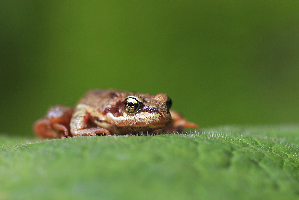 Common frog, rana temporaria, young frog, sitting on leaf, glarus, switzerland