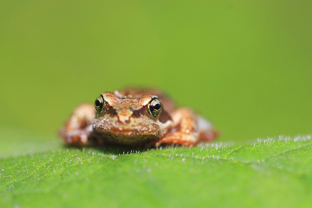 Common frog, rana temporaria, young frog, sitting on leaf, glarus, switzerland