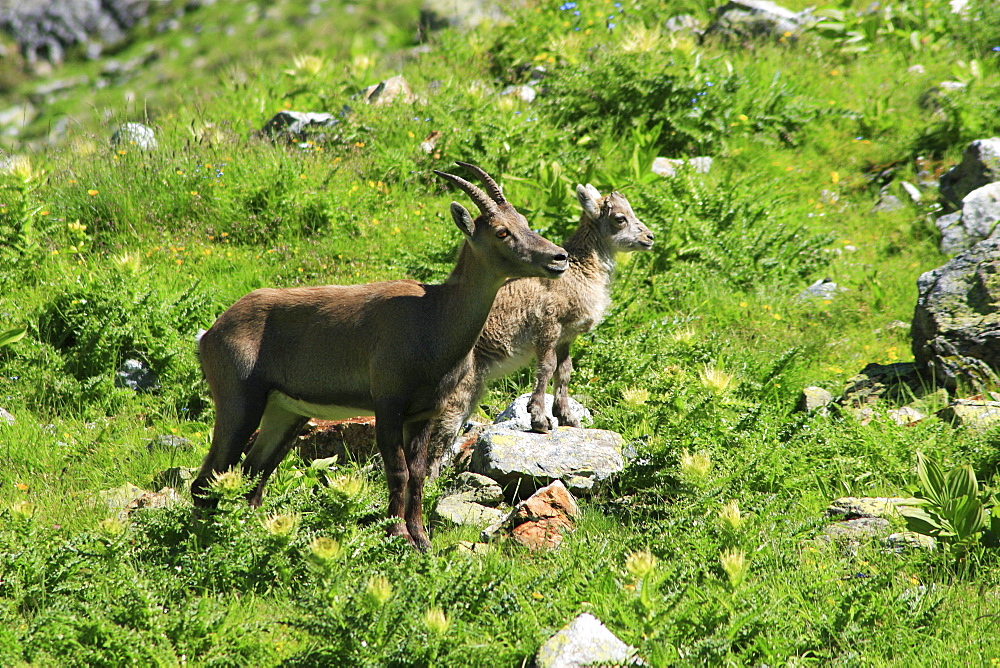 Ibex, capra ibex, steinbock, mother with baby, swiss alps in summer, uri, switzerland