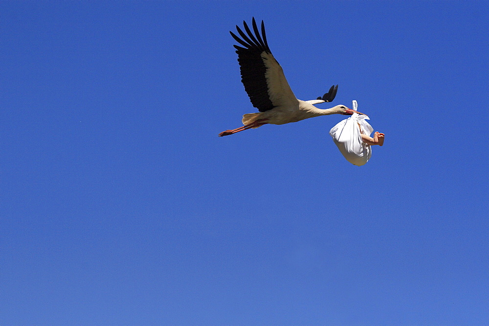 White stork, ciconia ciconia, in flight, with baby in its beak, bringing offspring, baby child,  composition