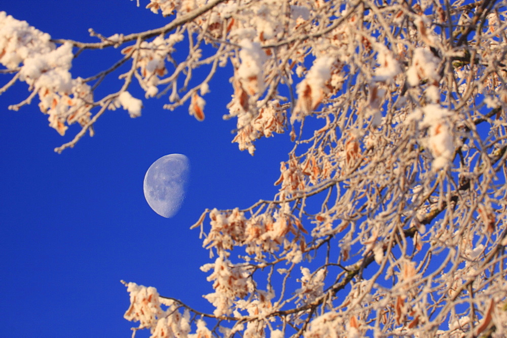 Moon rise over forest in winter time, switzerland