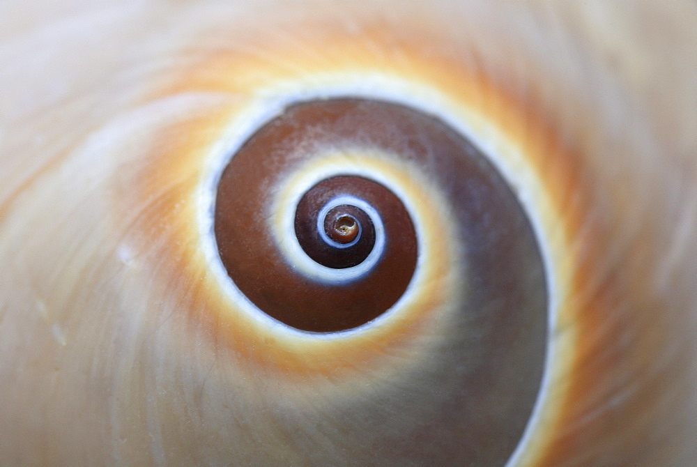 Snail, snail shell, studio, switzerland