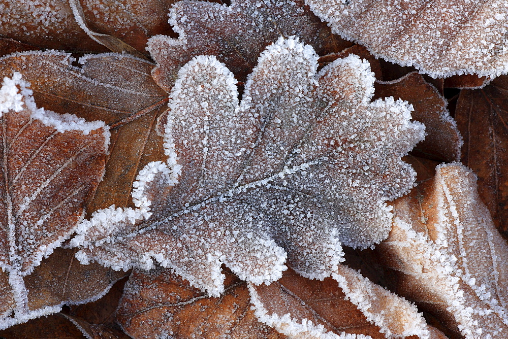 Oak tree leaf, quercus robur l., covered in hoarfrost, switzerland