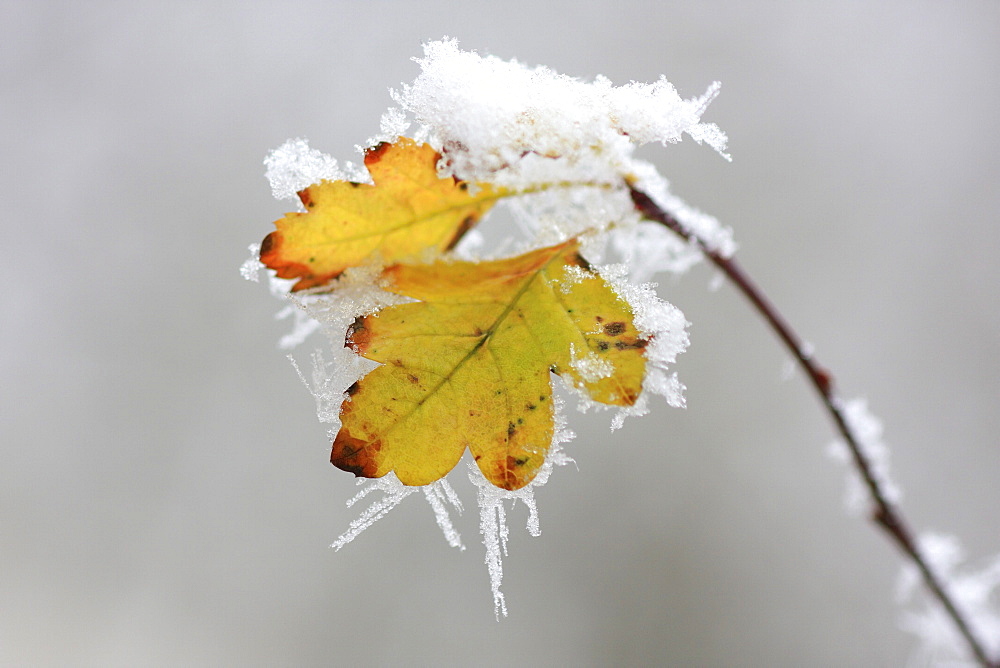 Hawthorn, crataegus monogyna, covered in hoarfrost, switzerland