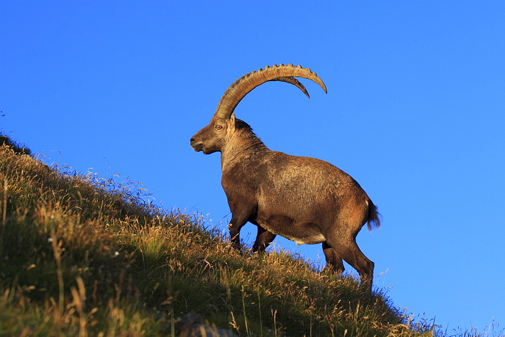 Swiss alps in summer, ibex, capra ibex, steinbock, appenzell, switzerland