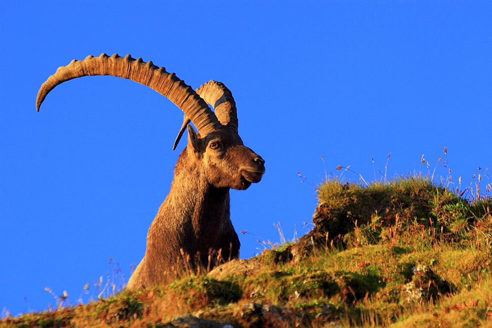 Swiss alps in summer, ibex, capra ibex, steinbock, appenzell, switzerland