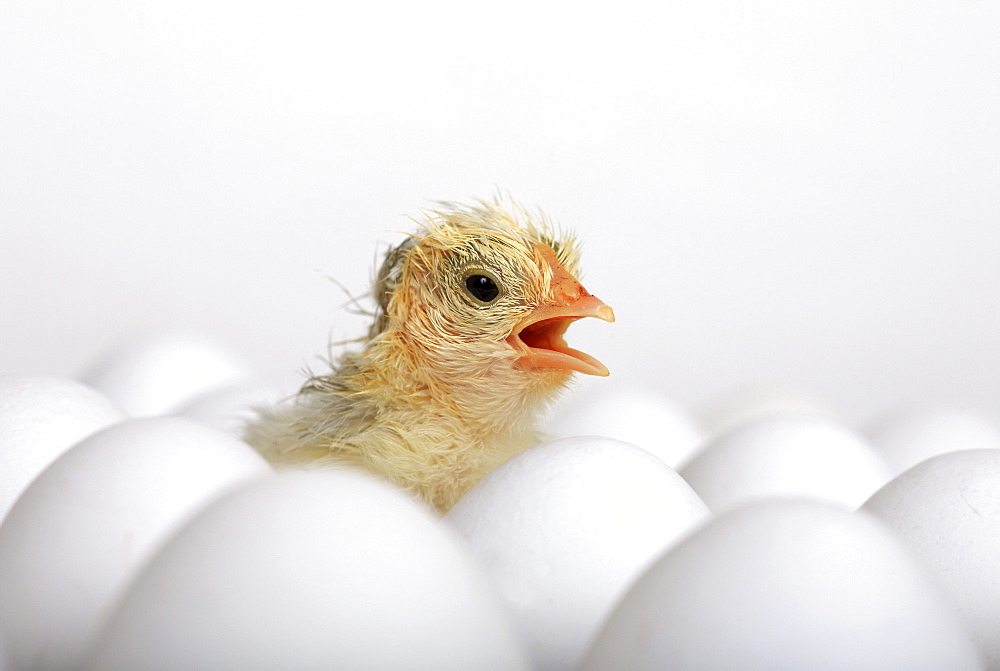 Baby chick, freshly hatched sitting on eggs, studio, switzerland