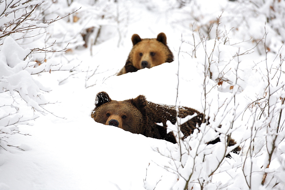 Brownbear, european brownbear, bear, ursus arctos, in winter, national park bayrischer wald, germany, captiv