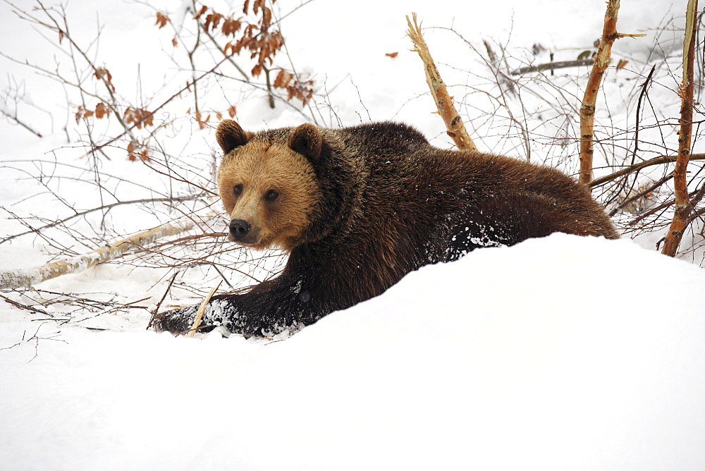 Brownbear, european brownbear, bear, ursus arctos, in winter, national park bayrischer wald, germany, captiv