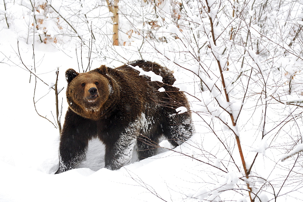 Brownbear, european brownbear, bear, ursus arctos, in winter, national park bayrischer wald, germany, captiv