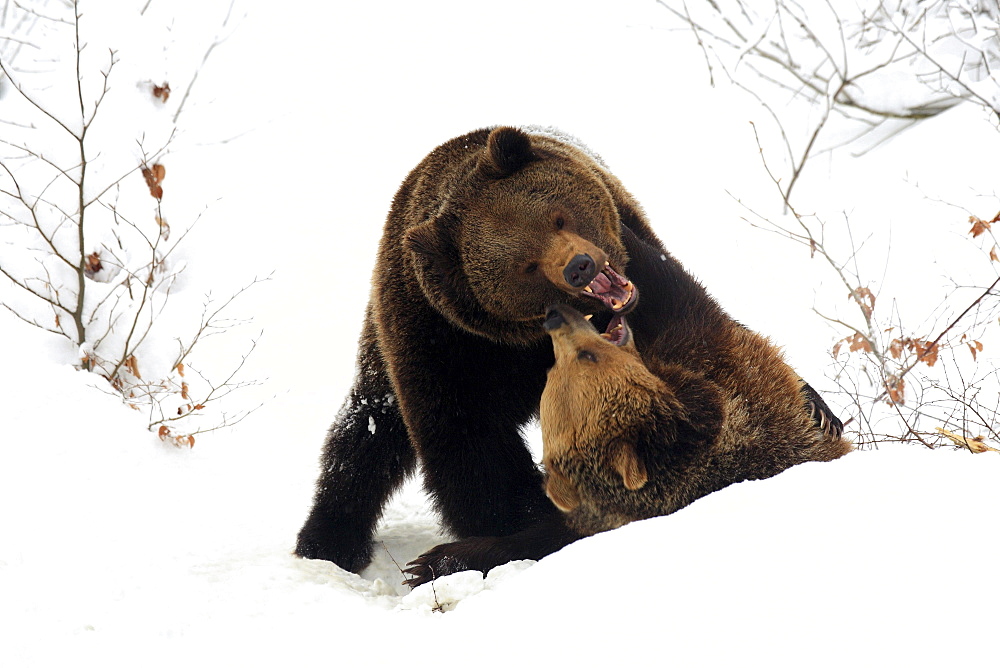 Brownbear, european brownbear, bear, ursus arctos, in winter, national park bayrischer wald, germany, captiv