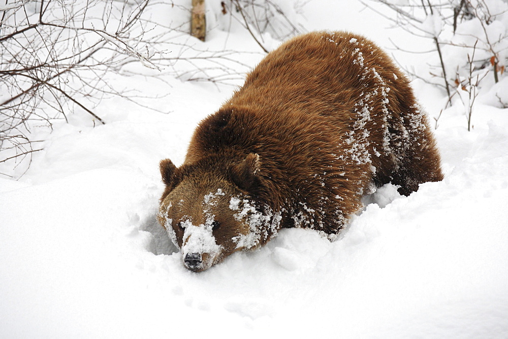 Brownbear, european brownbear, bear, ursus arctos, in winter, national park bayrischer wald, germany, captiv