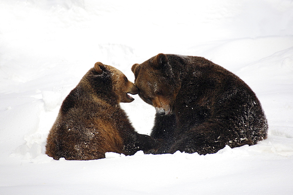 European brownbear, ursus arctos, in winter, national park bayrischer wald, germany, captiv