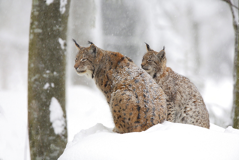 European lynx, lynx lynx, family in winter, national park bayrischer wald, germany, captiv