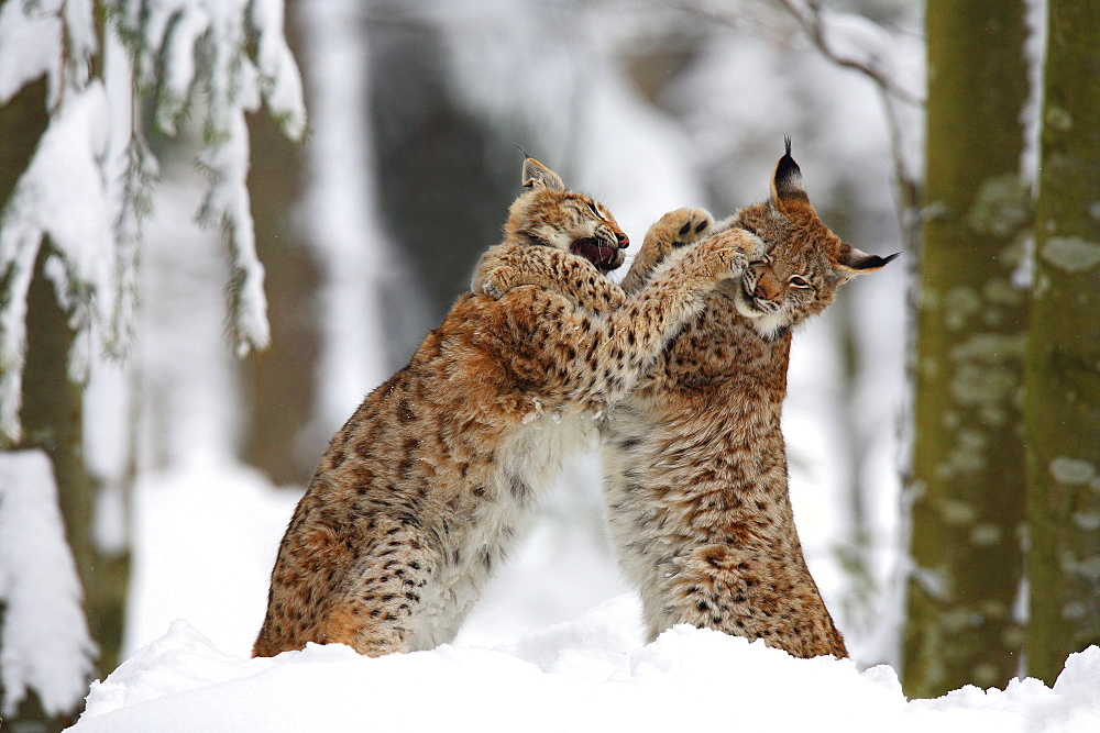 European lynx, lynx lynx, in winter, national park bayrischer wald, germany, captiv