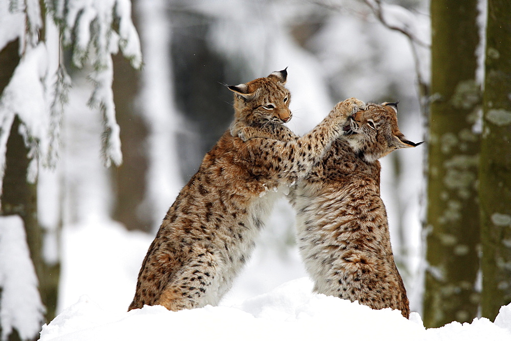 European lynx, lynx lynx, in winter, national park bayrischer wald, germany, captiv